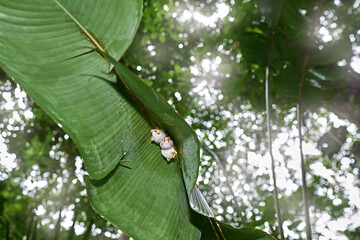 Costa Rica nature. Honduran white bat, Ectophylla alba, cute white fur coat bats hidden in the...