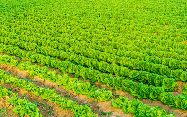 rows of green vegetables growing on farm or garden in rural agricultural land