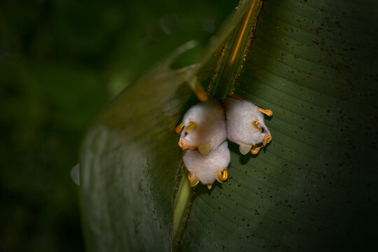 Honduran white bat, Ectophylla alba, cute white fur coat bats hidden in the green leaves, Braulio Carrillo NP in Costa Rica. Mammals in the forest, topid junge.