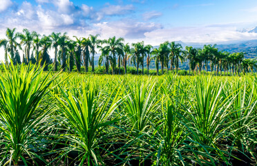 green ananas plantation open air with green field with leaves and plants in pots on foreground and palm trees with beautiful blue cloudy sky above mountains on background