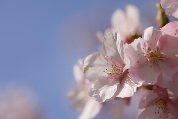 春の日差しを受けて綺麗に咲いた河津桜