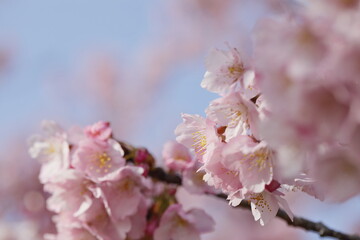 春の日差しを受けて綺麗に咲いた河津桜