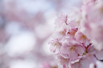 春の日差しを受けて綺麗に咲いた河津桜