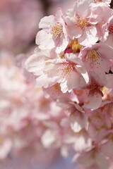 春の日差しを受けて綺麗に咲いた河津桜