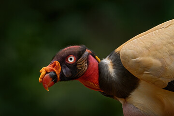 Costa Rica nature.  Clse-up portrait of King vulture, Sarcoramphus papa, large bird found in Central and South America.  Wildlife scene from tropical nature. Condor with red and orange head.