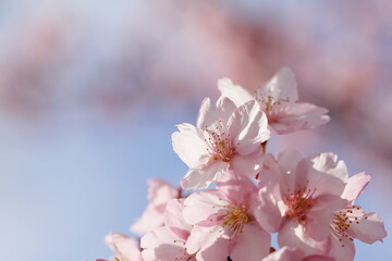 春の日差しを受けて綺麗に咲いた河津桜