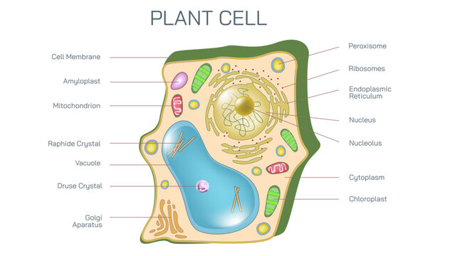 Plant cells have certain distinguishing features, including chloroplasts, cell walls, and intracellular vacuoles vector illustration.