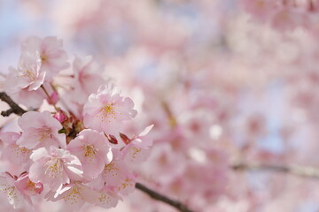 春の日差しを受けて綺麗に咲いた河津桜