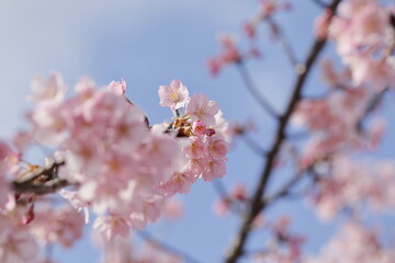 春の日差しを受けて綺麗に咲いた河津桜