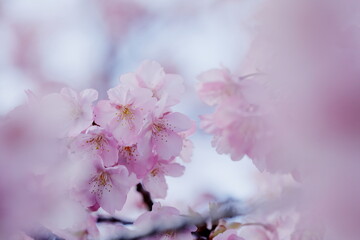 春の日差しを受けて綺麗に咲いた河津桜