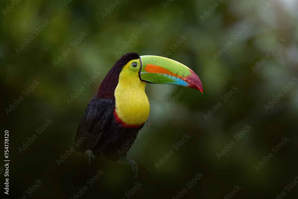 Wall mural Costa Rica nature, tucan on tree branch. Keel-billed Toucan, Ramphastos sulfuratus, bird with big bill, sitting on the branch in the forest, Boca Tapada, green vegetation, Costa Rica.