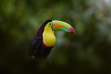 Costa Rica nature, tucan on tree branch. Keel-billed Toucan, Ramphastos sulfuratus, bird with big bill, sitting on the branch in the forest, Boca Tapada, green vegetation, Costa Rica.