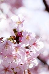 春の日差しを受けて綺麗に咲いた河津桜