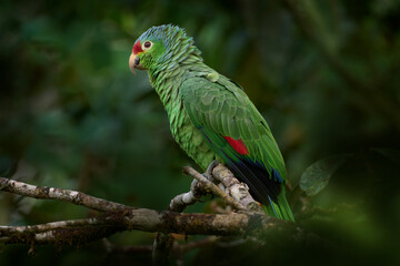 Costa Rica wildlife. parrot in the habitat. Red-lored Parrot, Amazona autumnalis, portrait of light green parrot with red head, Costa Rica. Wildlife scene from tropical nature.