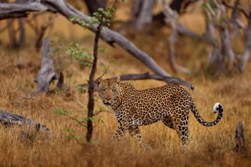 Africa wildlife. Leopard sunset, Panthera pardus shortidgei, nature habitat, big wild cat in nature habitat, sunny day on the savannah, Zimbabwe. Wildlife nature.