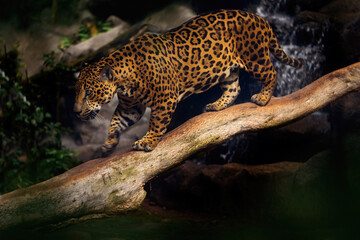 Jaguar in the nature, wild cat in in habitat, Costa Rica. Jaguar in green vegetation, river shore bank with rock, hiden in tree. Hunter in the habitat, South America. Spoted wild cat, nature wildlife.