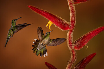 Tropic wildlife. Scaly-breasted Hummingbird, Phaeochroa cuvierii, sucking nectar from red heliconia tree. Bird fly photography in the dark forest. Hummingbird flight, nature wildlife.