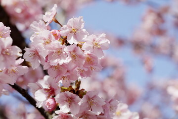 春の日差しを受けて綺麗に咲いた河津桜