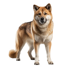 akita isolated on white