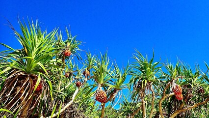 完熟の実をつけたアダンと青い空