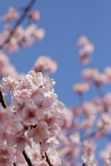 春の日差しを受けて綺麗に咲いた河津桜