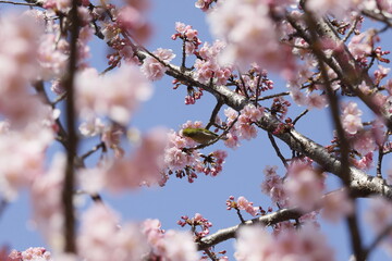 春の日差しを受けて綺麗に咲いた河津桜