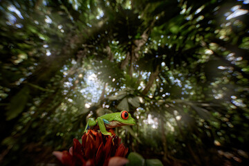 Close-up macro wide photography in wild nature. Wildlife. Frog from Costa Rica, wide angle lens. Wildlife scene tropic forest, animal in the habitat. Red-eyed Tree Frog in nature habitat, animal.
