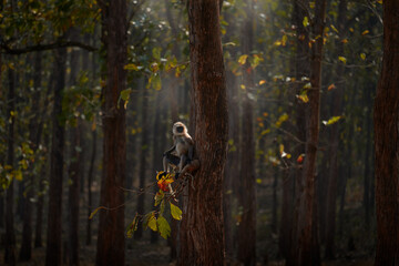 Monkey in the forest, guard in evening sunset. Malabar Sacred Langur, Semnopithecus hypoleucos, sitting on the tree, animal in the habitat. Wildlife, langur in nature, Kabini Nagarhole NP, India.