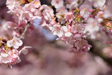 春の日差しを受けて綺麗に咲いた河津桜
