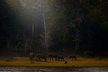 Indian Elephant with lake in Kabini Nagarhole NP in India. Wildlife scene from Asia. Big animal in the forest. Herd group of elephants near the water lake in nature, forest evening light in the jungle - 754182510