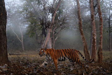 Naklejka na ściany i meble Indian tiger walk between the tree, hidden in the forest. Big orange striped cat in the nature habitat, Kabini Hagarhole National Park in India. Tiger from Asia, forest animal in the grass. Fog forest
