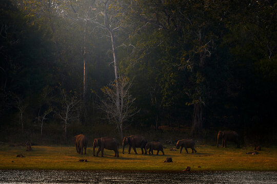 Indian Elephant with lake in Kabini Nagarhole NP in India. Wildlife scene from Asia. Big animal in the forest. Herd group of elephants near the water lake in nature, forest evening light in the jungle