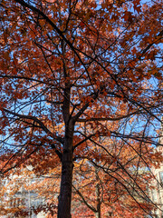 Manhattan, New York, USA