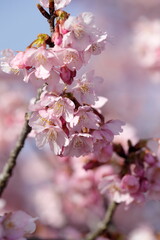 春の日差しを受けて綺麗に咲いた河津桜