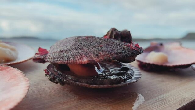 Seafood: live scallops in a shell before cooking. Fresh open scallop with scallop caviar and coral close-up. The Barents Sea in Teriberka. 4K