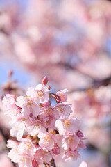 Fototapeta premium 春の日差しを受けて綺麗に咲いた河津桜
