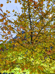 Central Park, Manhattan, NYC