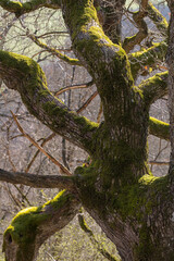 old moss covered tree in the forest