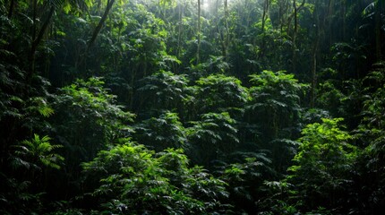 Sunlight shining through thick tropical jungle greenery
