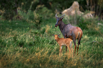 Antelope with young cub. Sassaby, in green vegetation, Okavango delta, Botswana. Widlife scene from nature. Common tsessebe, Damaliscus lunatus, detail portrait of big brown African mammal in nature.