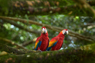Nature Costa Rica. Pair of big Scarlet Macaws, Ara macao, two birds sitting on the branch, Costa rica. Wildlife love scene from tropical forest. Two beautiful parrots on tree branch in habitat.
