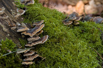 an old trunk of a tree overgrown with moss and fungi
