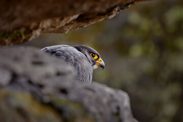 Peregrine Falcon sitting on the rock with caught bird. Bird of prey sitting on the stone with forest in the background. Wildlife scene from nature.