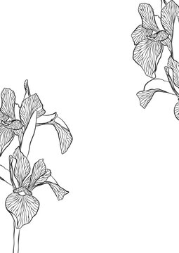 black iris lineart A4 over layer with transparent background 