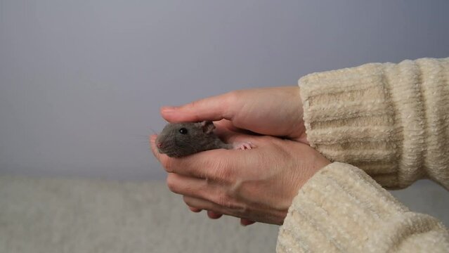 Gray rat in the hands of a man.