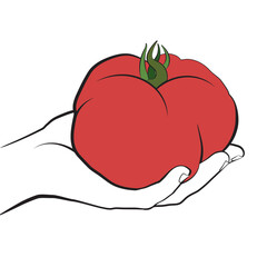 lllustrated big ox heart tomato held in hand in linear style