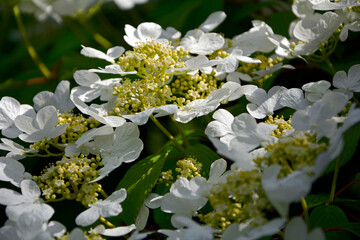 Kalina japońska, Viburnum plicatum, kwitnąca kalina, biała kalina, Viburnum plicatum flowering...
