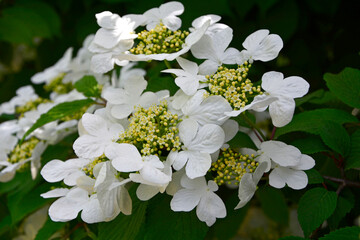 Kalina japońska, Viburnum plicatum, kwitnąca kalina, biała kalina, Viburnum plicatum flowering...