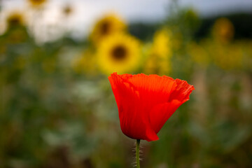 Moon Macro vor Sommenblumen Feld Unscharf