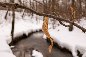 dry leaves on a branch of a tree in the snow in winter